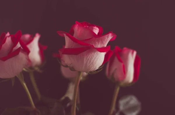 深色背景下的红玫瑰芬芳 色调柔和 罗曼蒂照的有选择的重点 — 图库照片