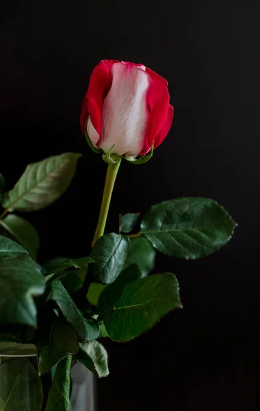黑色背景上的一朵红玫瑰 Romanti Photo — 图库照片