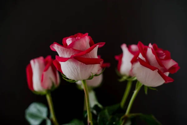 深色底色的罗曼蒂族照片上的一束红玫瑰 选择性聚焦 — 图库照片