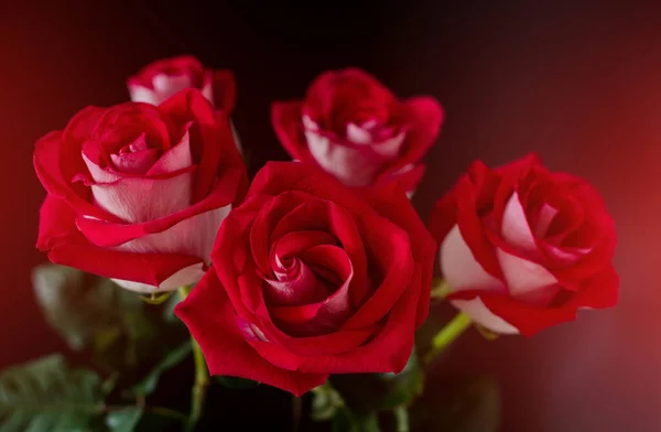 Bukiet Czerwonych Róż Ciemnym Tle Romanti Zdjęcie Skupienie Selektywne — Zdjęcie stockowe