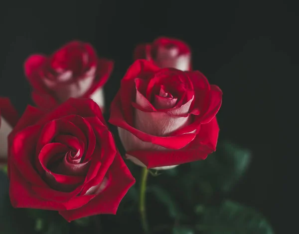 Bukiet Czerwonych Róż Ciemnym Tle Romanti Zdjęcie Selektywne Ostrość — Zdjęcie stockowe