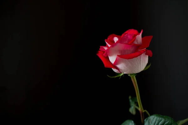 黑色背景上的一朵红玫瑰 Romanti Photo — 图库照片