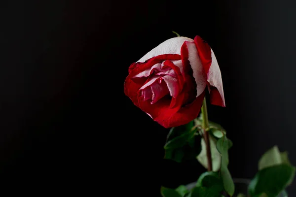 在黑暗的背景上 一朵枯萎的红玫瑰 — 图库照片