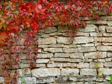 eski, yırtık pırtık tuğla duvar doku fall yeşillik ile