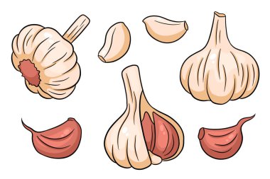 Sarımsak takımı. Bir baş sarımsak, karanfil soyulmuş ve kabuğu soyulmuş. Çizgi film tarzında. Tasarım ve dekorasyon için vektör illüstrasyonu.