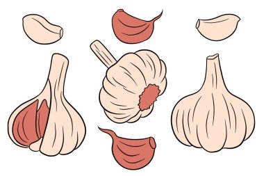 Sarımsak takımı. Bir baş sarımsak, karanfil soyulmuş ve kabuğu soyulmuş. Çizgi film tarzında. Tasarım ve dekorasyon için vektör illüstrasyonu.
