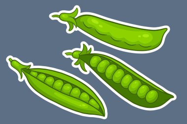 Bezelyeler hazır. Kapalı ve açık yeşil bezelye kabukları. Çizgi film stili bir çıkartmayla. Tasarım ve dekorasyon için vektör illüstrasyonu.