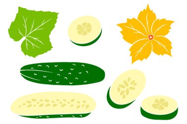 Salatalık seti. Taze salatalık, takoz, yarım salatalık, çiçek ve yaprak. Çizgi film tarzında. Tasarım ve dekorasyon için vektör illüstrasyonu.