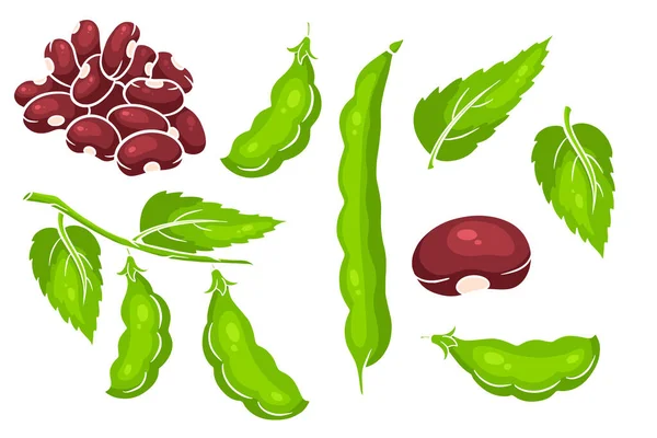 豆子准备好了新鲜的青豆和红豆 在一个卡通风格 用于设计和装饰的矢量插图 — 图库矢量图片