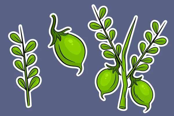 一套鹰嘴豆 新鲜的鹰嘴豆 枝叶丛生 在卡通风格的贴纸 用于设计和装饰的矢量插图 — 图库矢量图片