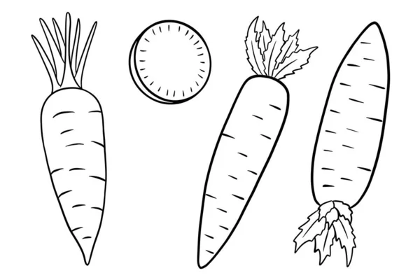 胡萝卜套餐新鲜的胡萝卜和切片 在行风格 用于设计和装饰的矢量插图 — 图库矢量图片