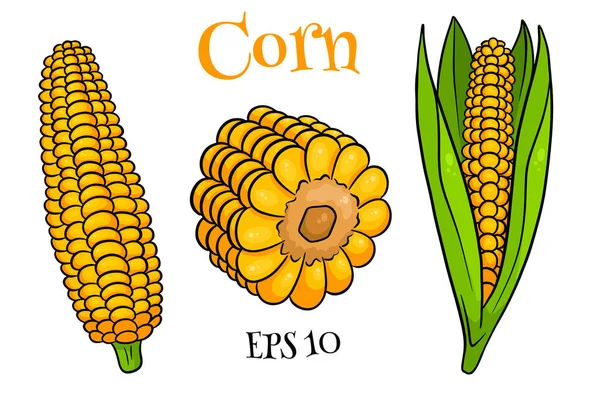Corn Set Fresh Corn Cobs Leaves Cartoon Style Vector Illustration — Stock Vector