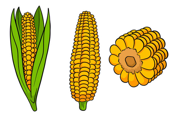 Corn set. Fresh corn cobs with and without leaves. In a cartoon style. Vector illustration for design and decoration.
