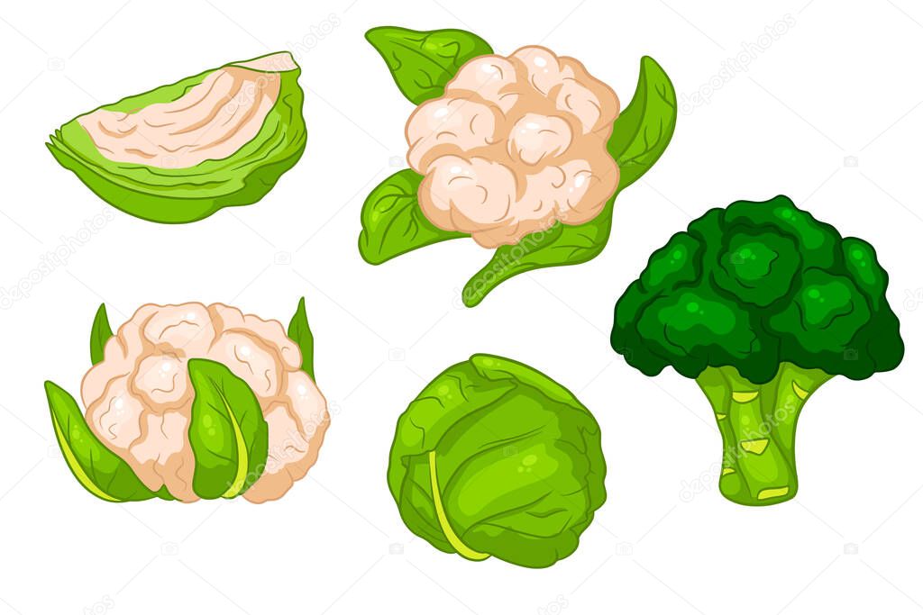 Cabbage set. Fresh cabbage, broccoli, cauliflower. In a cartoon style. Vector illustration for design and decoration.