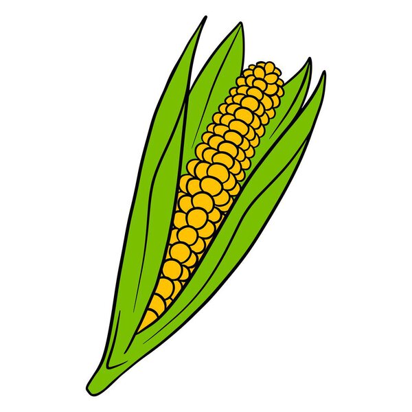 Fresh corn. Corn in the leaves. Vegetable ingredient for the kitchen. Cartoon style. Vector illustration for design and decoration.