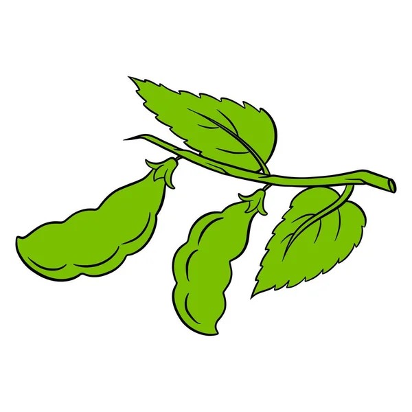 新鮮な豆だ 葉と緑の若い緑の豆の小枝 料理の材料 ラインスタイル デザインと装飾のためのベクトルイラスト — ストックベクタ