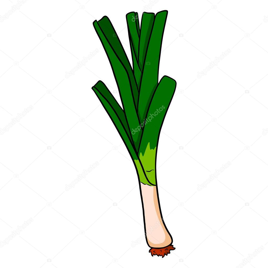 Fresh onions. Green leek. Ingredient for dishes. Cartoon style. Vector illustration for design and decoration.