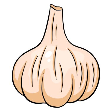 Taze sarımsak. Bir baş sarımsak. Mutfak için sebze malzemesi. Çizgi film tarzı. Tasarım ve dekorasyon için vektör illüstrasyonu.