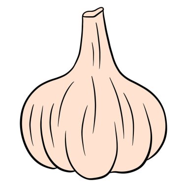 Taze sarımsak. Bir baş sarımsak. Mutfak için sebze malzemesi. Çizgi film tarzı. Tasarım ve dekorasyon için vektör illüstrasyonu.