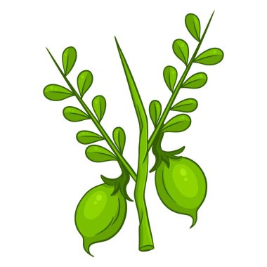 Taze nohut. Yapraklı yeşil nohut. Bulaşık malzemeleri. Çizgi tarzı. Tasarım ve dekorasyon için vektör illüstrasyonu.