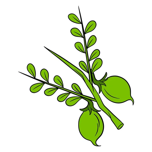 Свежий Горох Зеленый Горох Веточке Листьями Состав Посуды Стиль Линии — стоковый вектор