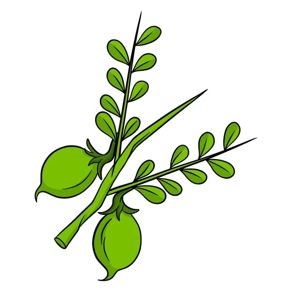 新鮮なひよこ豆 葉が付いている小枝の緑のひよこ豆 料理の材料 ラインスタイル デザインと装飾のためのベクトルイラスト — ストックベクタ