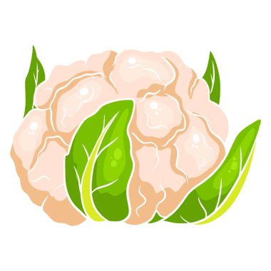 Taze lahana. Kocaman bir karnabahar salıncağı. Mutfak malzemesi. Çizgi film tarzı. Tasarım ve dekorasyon için vektör illüstrasyonu.