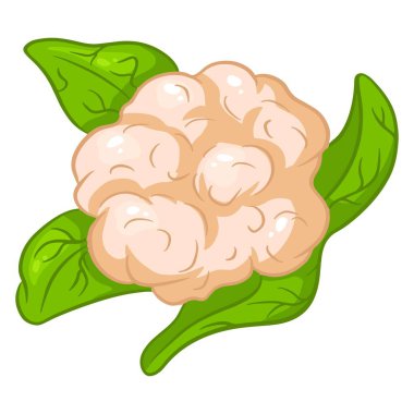 Taze lahana. Kocaman bir karnabahar salıncağı. Mutfak malzemesi. Çizgi film tarzı. Tasarım ve dekorasyon için vektör illüstrasyonu.