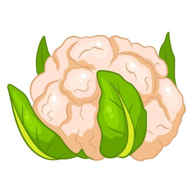 Taze lahana. Kocaman bir karnabahar salıncağı. Mutfak malzemesi. Çizgi film tarzı. Tasarım ve dekorasyon için vektör illüstrasyonu.