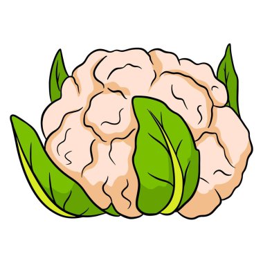 Taze lahana. Kocaman bir karnabahar salıncağı. Mutfak malzemesi. Çizgi film tarzı. Tasarım ve dekorasyon için vektör illüstrasyonu.