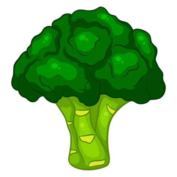 Färsk Broccoli Ljus Illustration Grön Brocooli Ingrediens För Köket Tecknad — Stock vektor