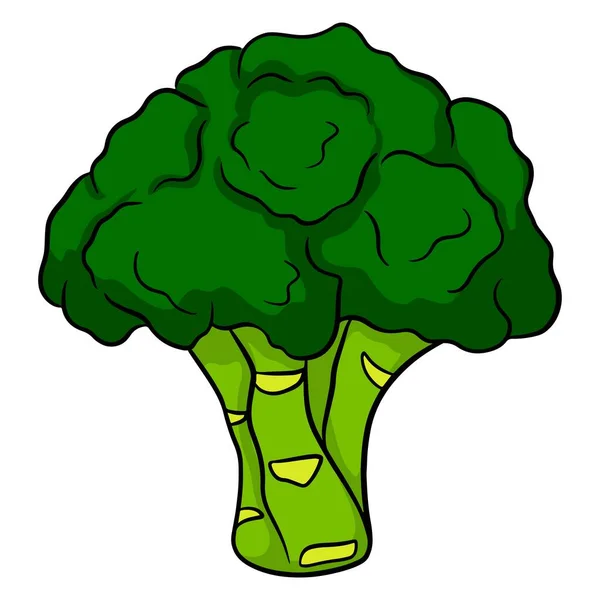 Fresh Broccoli Bright Illustration Green Brocooli Ingredient Kitchen Cartoon Style — Stock Vector