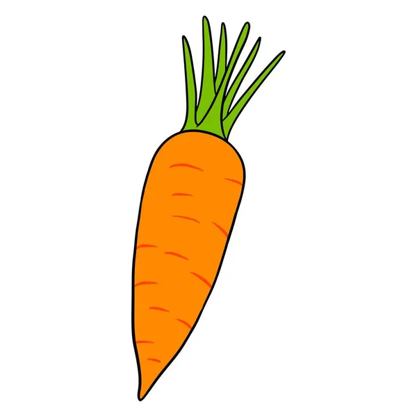 Carotte Fraîche Carotte Orange Vif Ingrédient Pour Cuisine Cartoon Style — Image vectorielle