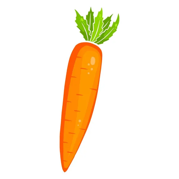 Fresh Carrot Bright Orange Carrot Ingredient Kitchen Cartoon Style Vector — Stock Vector