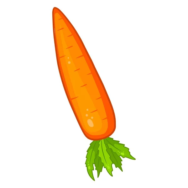 Zanahoria Fresca Zanahoria Naranja Brillante Ingrediente Para Cocina Estilo Dibujos — Vector de stock