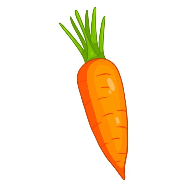 Zanahoria Fresca Zanahoria Naranja Brillante Ingrediente Para Cocina Estilo Dibujos — Vector de stock