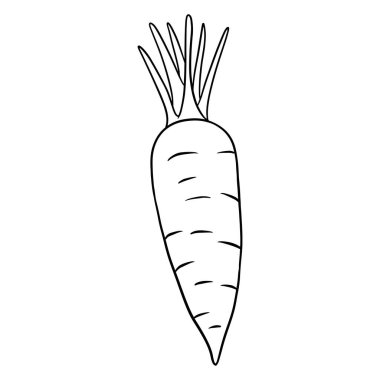 Taze havuç. Mutfak malzemesi. Çizgi tarzı. Tasarım ve dekorasyon için vektör illüstrasyonu.