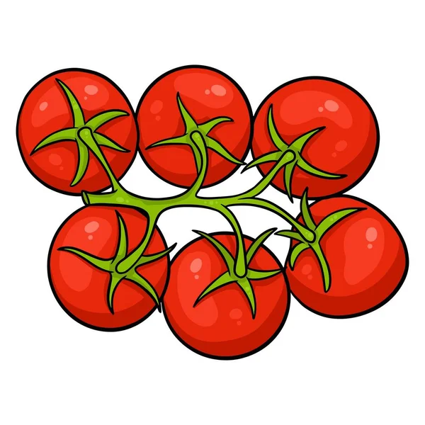Frische Tomaten Helle Tomaten Auf Einem Zweig Gemüsezutat Für Die — Stockvektor