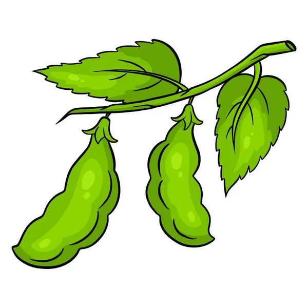 新鲜的豆子绿色的青豆枝条上有叶子.菜的配料. — 图库矢量图片
