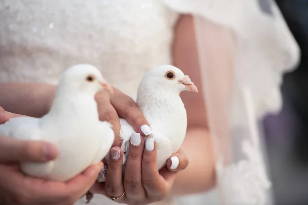 Düğün Çifti Beyaz Güvercinleri Ellerinde Tutuyor Gelenek Işte Gelin Damat — Stok fotoğraf