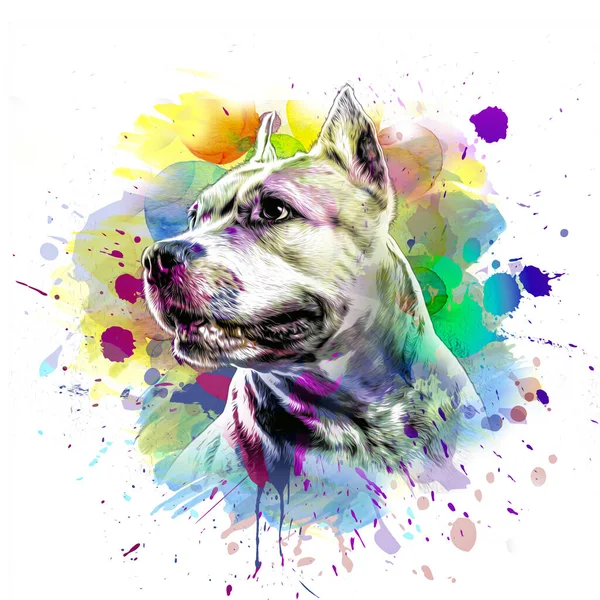 Abstrakcyjny Kolorowy Pies Pysk Izolowane Kolorowe Tło Kolor Sztuki — Zdjęcie stockowe