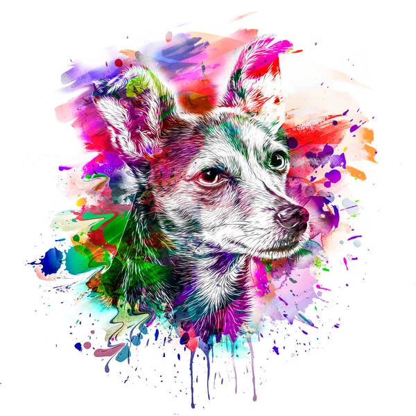 Abstract Colored Dog Muzzle Isolated Colorful Background Color Art — Stock Photo, Image