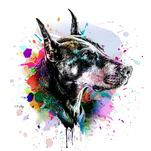 Colorful Artistic Doberman Dog Muzzle Bright Paint Splatters Color Background Стоковое Фото