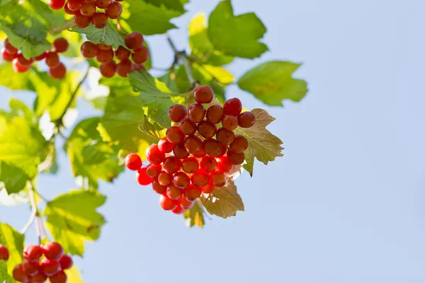 Kvist av viburnum. — Stockfoto