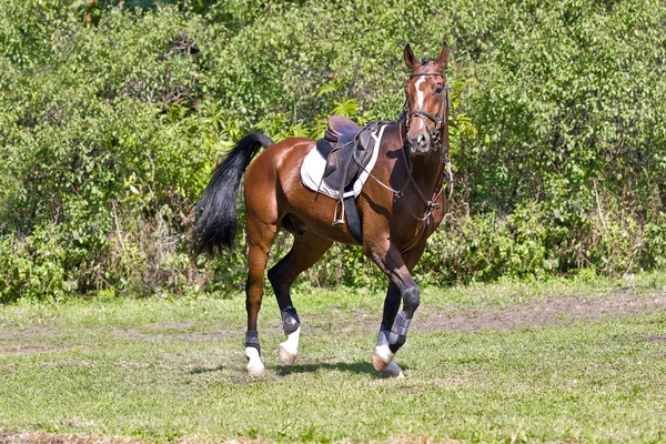 Braunes Pferd unter dem Sattel. — Stockfoto