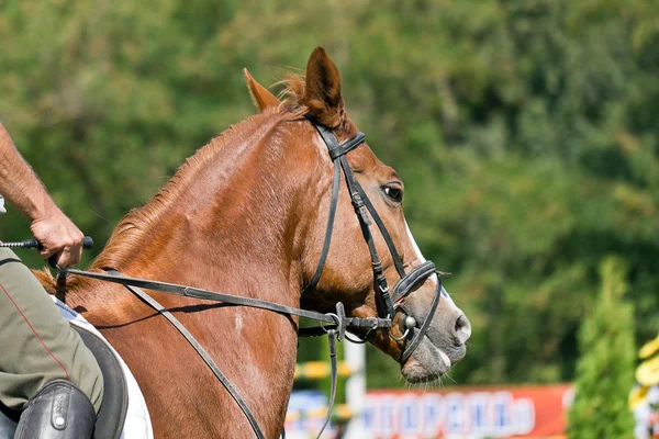 鼻の馬 — Stockfoto