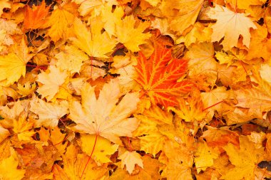 Sonbahar Yaprakları.