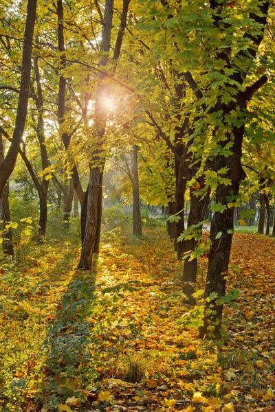 Podzimní les. — Stock fotografie