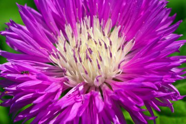 çiçek ve karınca.