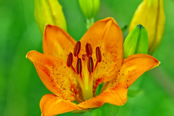 Flores de lirio —  Fotos de Stock